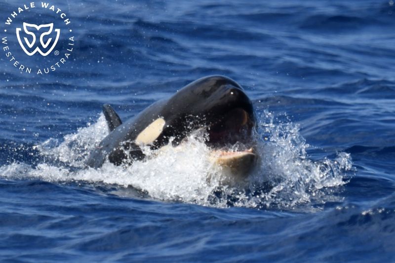 Whale Watch Western Australia