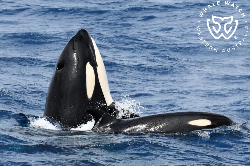 Whale Watch Western Australia