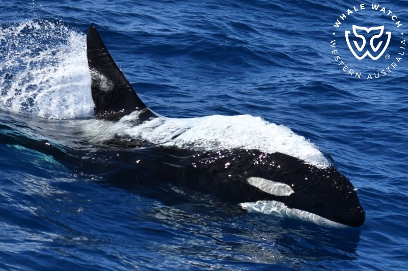 Whale Watch Western Australia