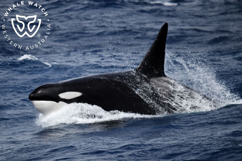 Whale Watch Western Australia