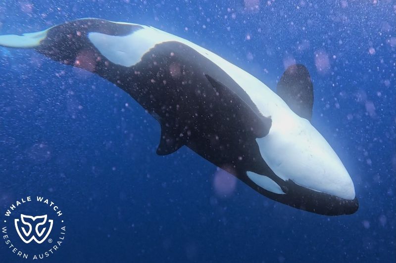 Whale Watch Western Australia