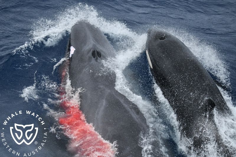 Whale Watch Western Australia