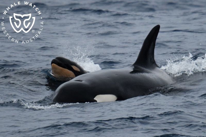 Whale Watch Western Australia