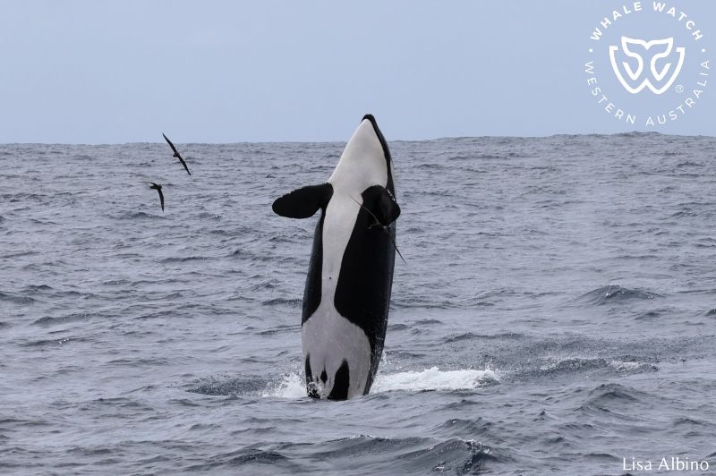 Whale Watch Western Australia