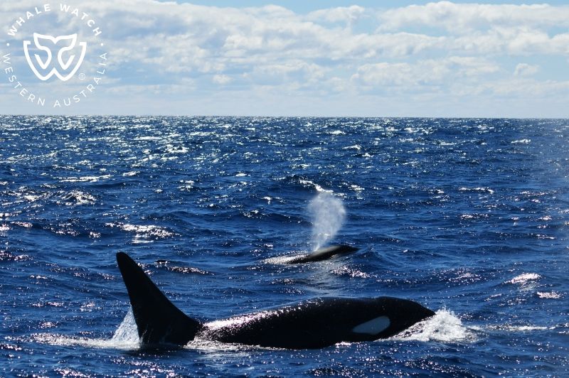 Whale Watch Western Australia