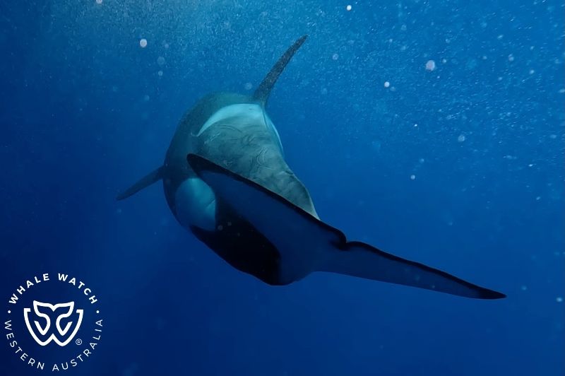 Whale Watch Western Australia