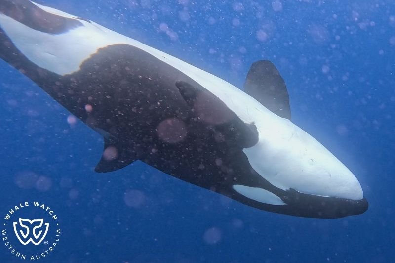 Whale Watch Western Australia