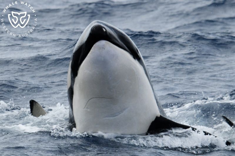 Whale Watch Western Australia