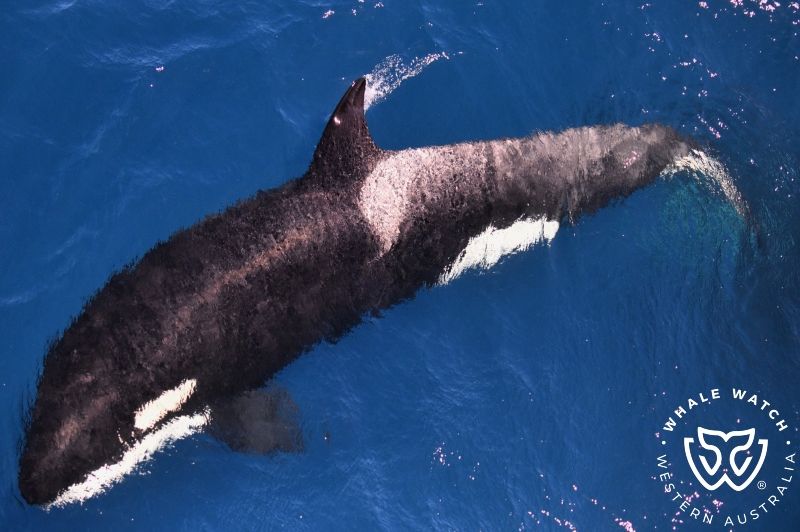 Whale Watch Western Australia