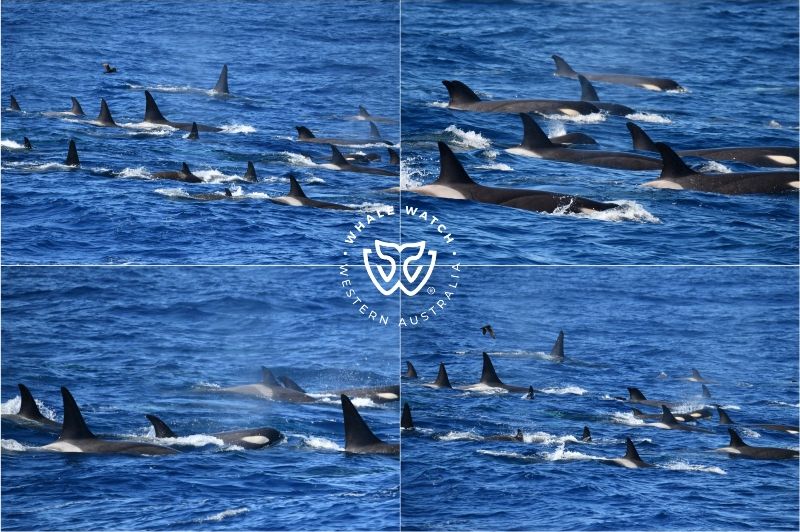 Whale Watch Western Australia