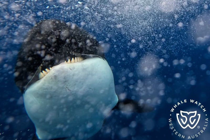 Whale Watch Western Australia