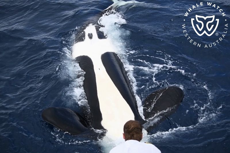 Whale Watch Western Australia