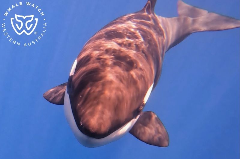 Whale Watch Western Australia