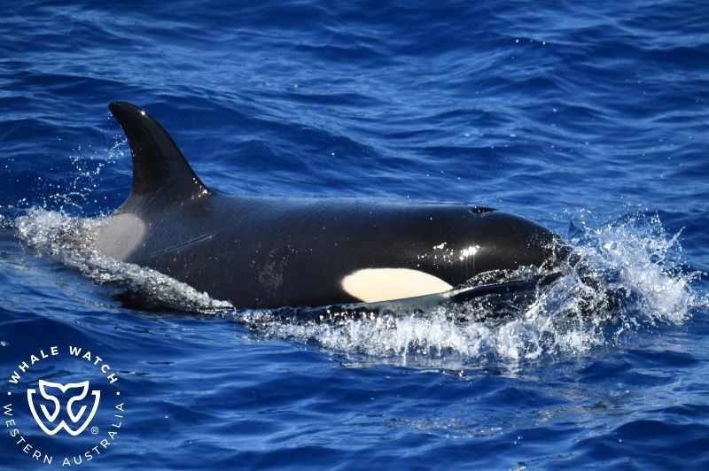 Whale Watch Western Australia