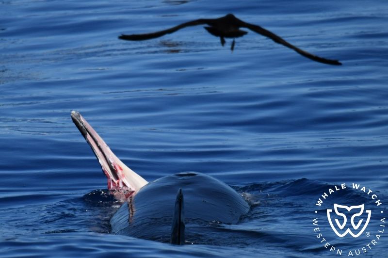 Whale Watch Western Australia