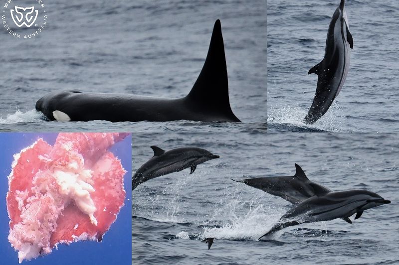 Whale Watch Western Australia