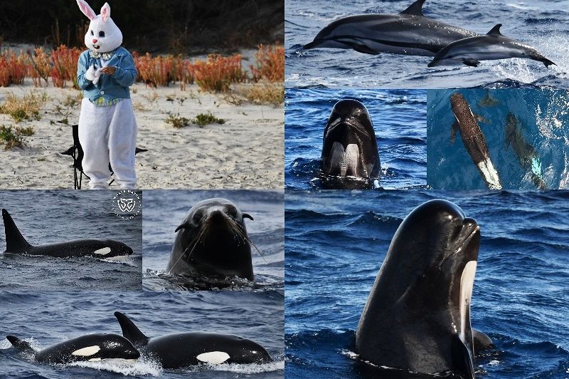 Whale Watch Western Australia