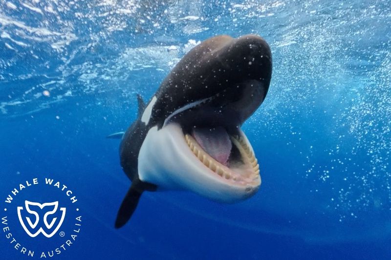 Whale Watch Western Australia