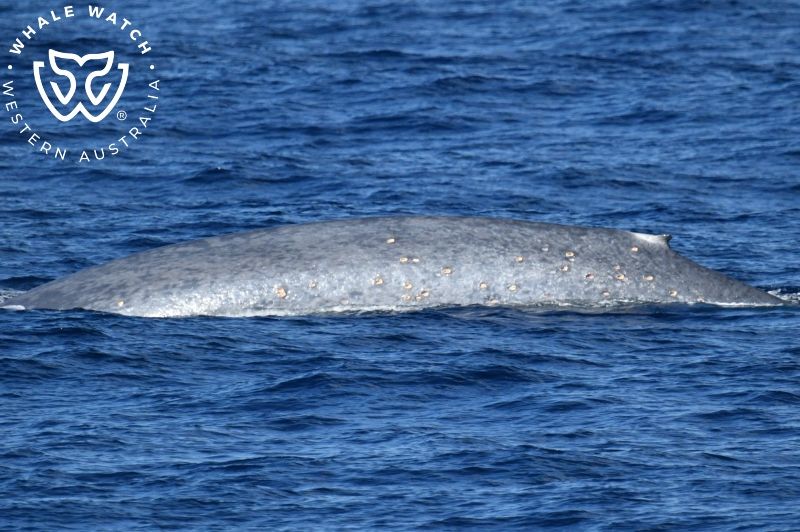 Whale Watch Western Australia