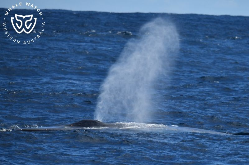 Whale Watch Western Australia