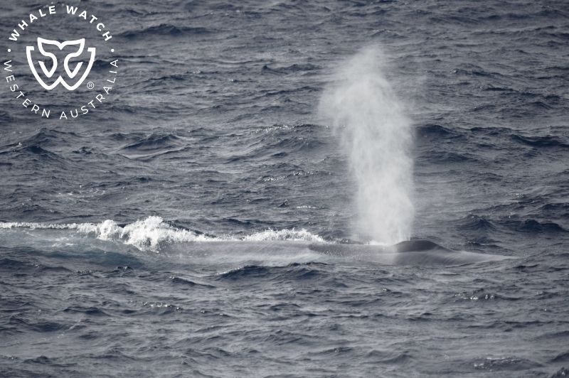 Whale Watch Western Australia