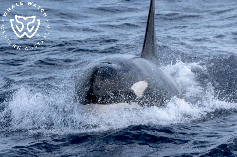 Whale Watch Western Australia