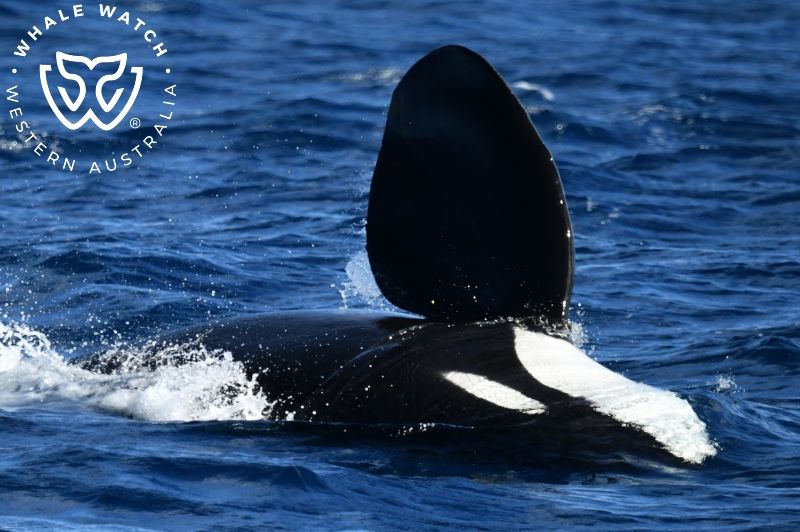 Whale Watch Western Australia