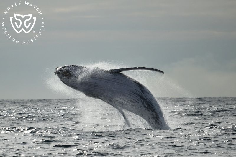Whale Watch Western Australia