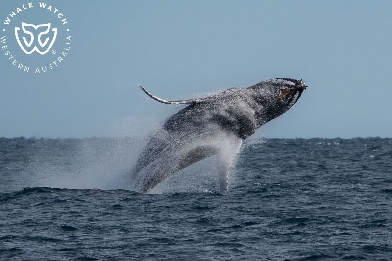 Whale Watch Western Australia