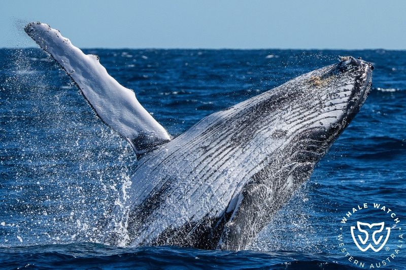 Whale Watch Western Australia