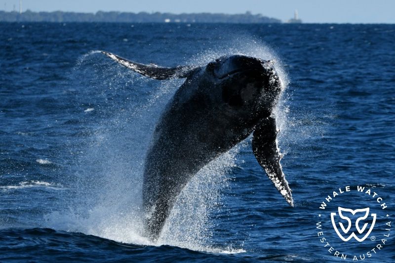 Whale Watch Western Australia