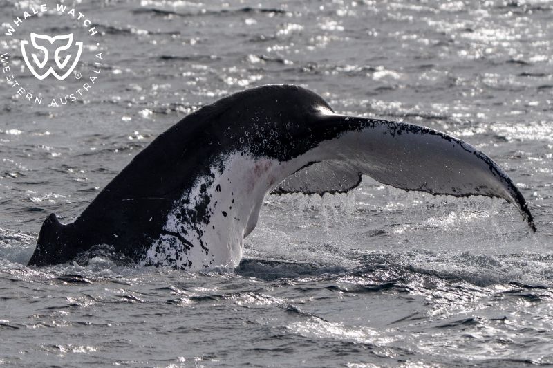 Whale Watch Western Australia