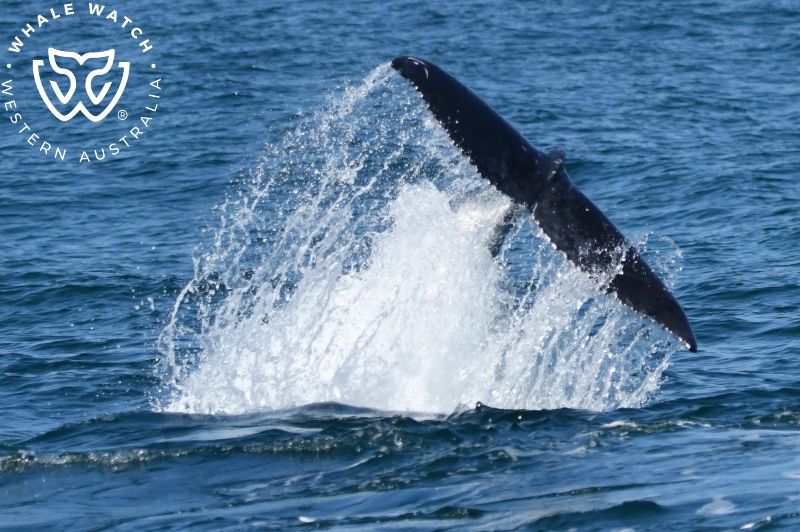 Whale Watch Western Australia