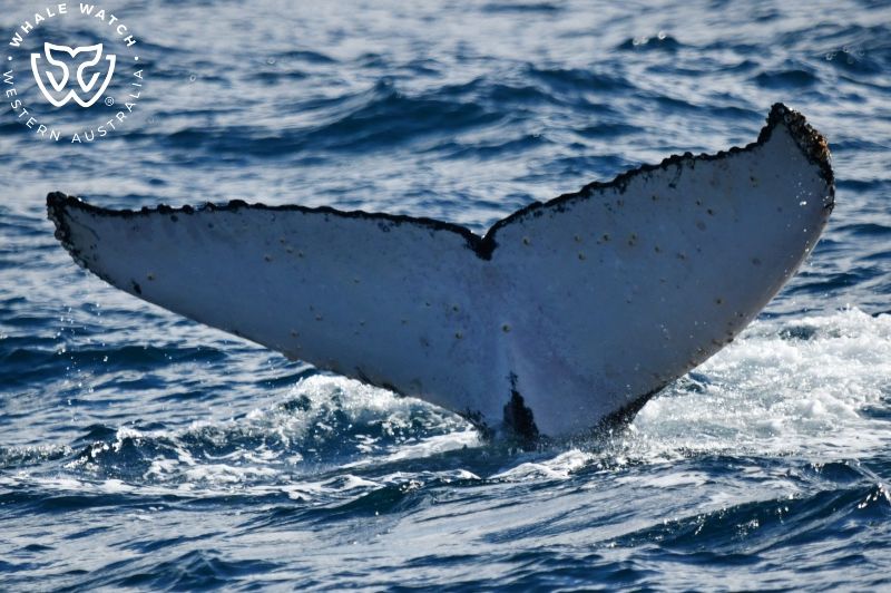 Whale Watch Western Australia