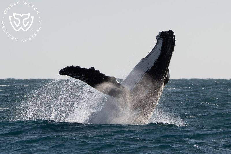 Whale Watch Western Australia