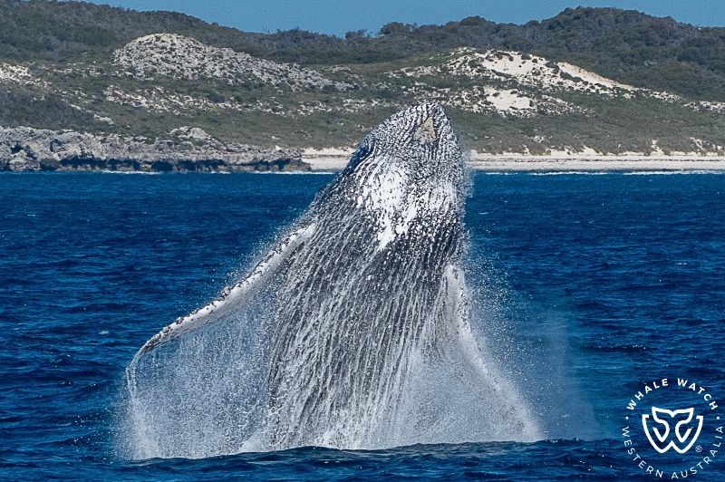 Whale Watch Western Australia