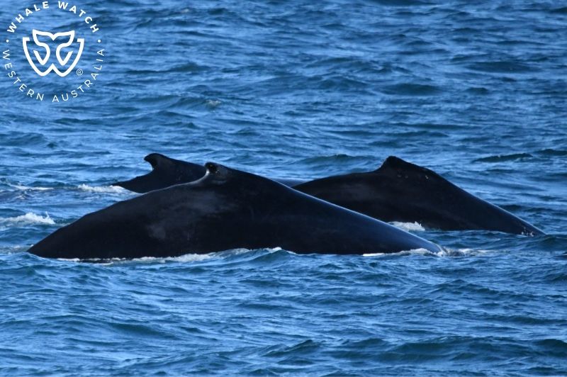 Whale Watch Western Australia