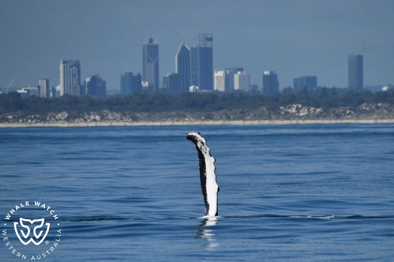 Whale Watch Western Australia
