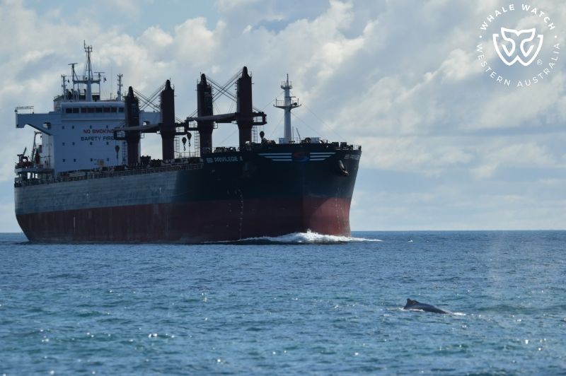 Whale Watch Western Australia