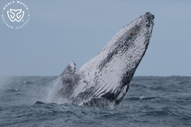 Whale Watch Western Australia