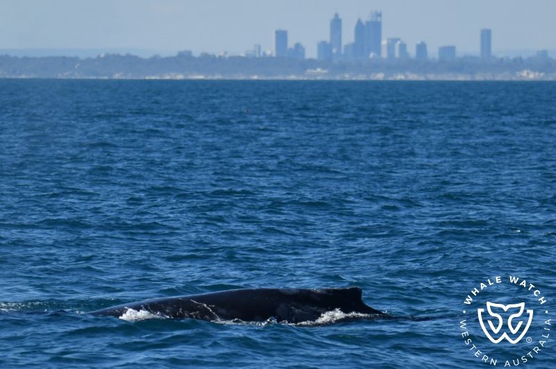 Whale Watch Western Australia