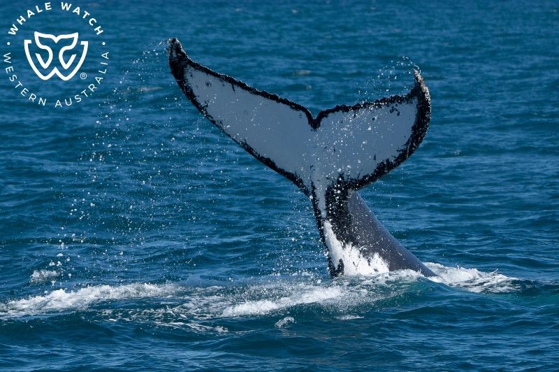 Whale Watch Western Australia