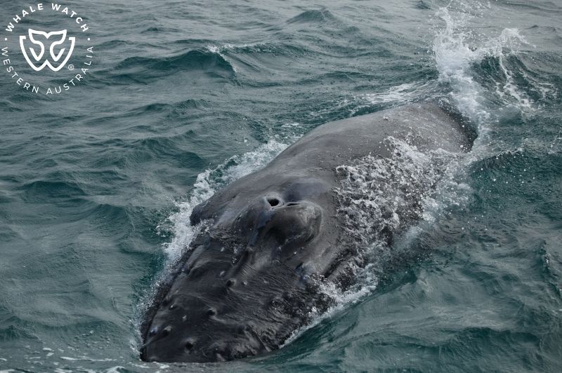 Whale Watch Western Australia