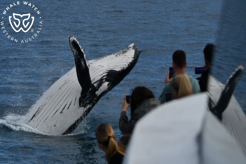 Whale Watch Western Australia