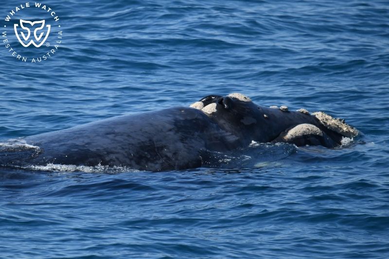 Whale Watch Western Australia
