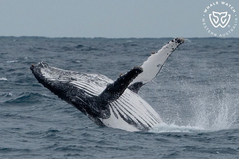 Whale Watch Western Australia