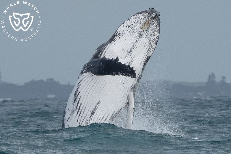 Whale Watch Western Australia