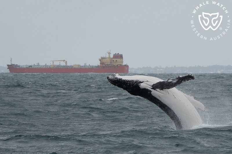 Whale Watch Western Australia