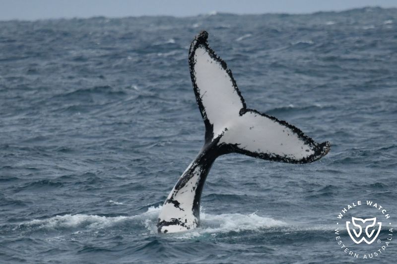 Whale Watch Western Australia