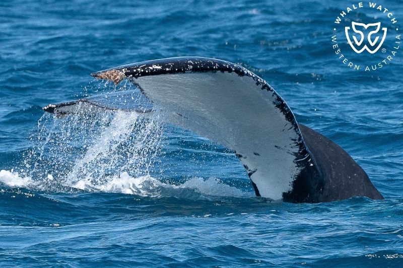Whale Watch Western Australia